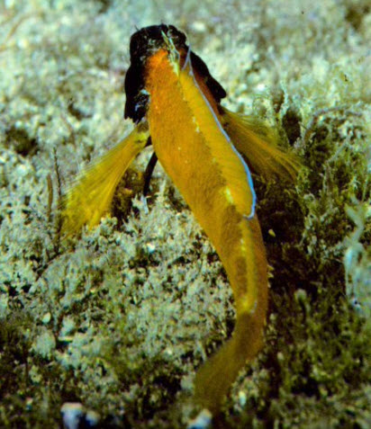 Tripterigium delaisi _66222